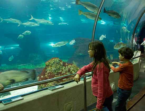 Visite de l'Aquarium de Barcelone: billet, infos & avis