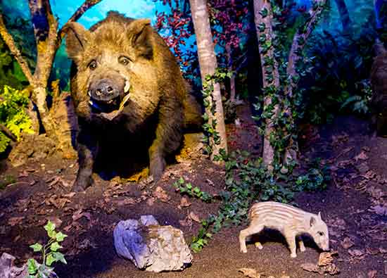 musee histoire naturelle geneve