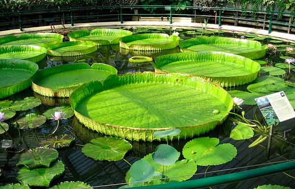 visiter-kew-gardens